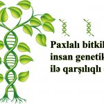 Paxlalı bitkilərin insan genetikası ilə qarşılıqlı əlaqəsi
